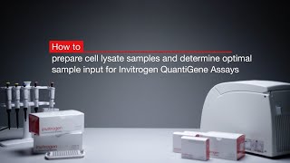 How to prepare cell lysate and determine optimal sample input for Invitrogen™ QuantiGene™ Assays [upl. by Ahmad714]