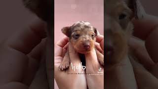 cutedog youtubeshorts puppy pragerrattler doglover viralshorts cutebaby dog cutedog [upl. by Eesdnil]