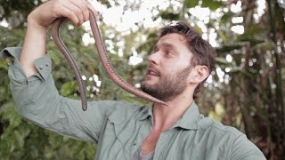 GIANT EARTHWORM DISCOVERED IN ECUADOR [upl. by Eibbil]