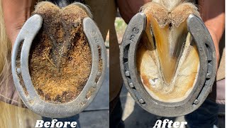 Hoof trimming Restoration Satisfying asmr [upl. by Chev864]