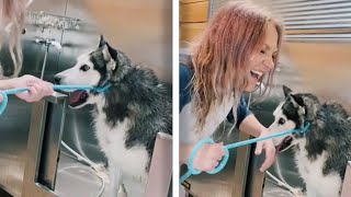 Dramatic Husky Screams At Groomers  Funny Dogs Caught On Camera [upl. by Bravar867]