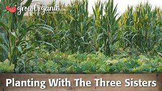 Planting Corn Squash and Beans Using The Three Sisters Method [upl. by Rolfe]