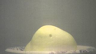 Exploding Easter Marshmallow Peeps in Microwave  OpieRadio [upl. by Nairrot]