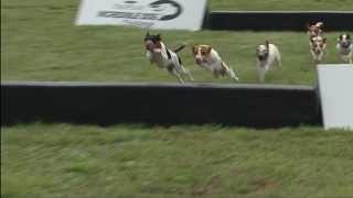 2013 IDC Eastern Regionals  Jack Russell Hurdle Racing [upl. by Malcah36]