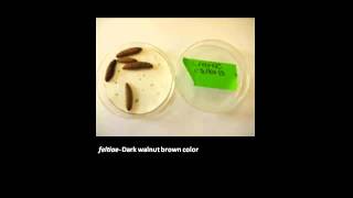 MSU OPM How to Rear Nematodes for Biocontrol [upl. by Naujak]