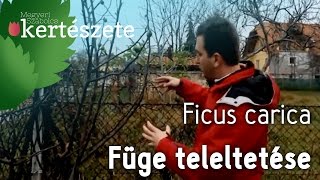 Füge teleltetése  Füge téli takarása  Ficus carica [upl. by Danyette]