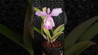 Cattleya purpurata var russeliana x sib 카틀레야 퍼플라타 바 루세리아나 × sib [upl. by Onimixam]