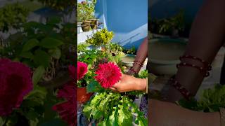 Gerbera Transvaal Daisy Season is Coming shorts ytshorts gardening [upl. by Zimmermann608]