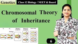 Chromosomal Disorders  Genetic Disorders  Class 12 Biology Chapter 4  CBSE 202425 [upl. by Bak]