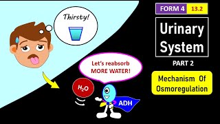 SPM BIOLOGY FORM 4 CHAPTER 13 132 PART 2  OSMOREGULATION BY KIDNEYS [upl. by Danuloff911]