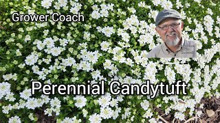 Caring For Perennial Candytuft [upl. by La Verne]