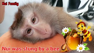 Nui monkey was stung by a bee [upl. by Racso]