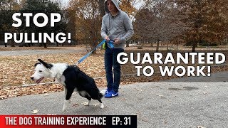 The MOST REALISTIC Leash Dog Training Lesson EVER STOP PULLING [upl. by Korie626]