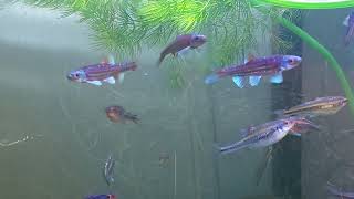 2024 Notropis chrosomus  przed tarłem w akwarium Rainbow shiners  before spawning in the tank [upl. by Ennaerb]