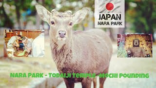 Nara Park and Deer  Day Trip From Osaka [upl. by Enihpesoj563]