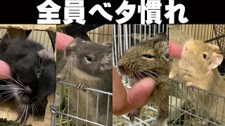 【ビックリ デグーはこんなにベタ慣れになる！】デグーをベタ慣れにする方法＆飼い方を解説♪ [upl. by Fabe708]