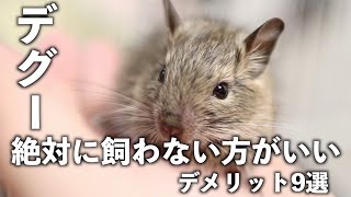 デグーdeguのお迎えデメリット9選！絶対飼わない方がいいですよ [upl. by Trebmal]