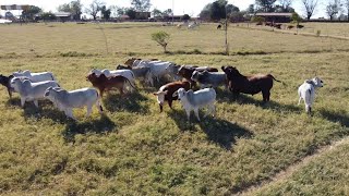 P165 Desarrollada por una mujer Buenavista ganadería de campeones [upl. by Willing190]