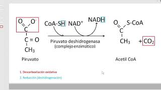 Formación de Acetil CoA [upl. by Gabrielson]