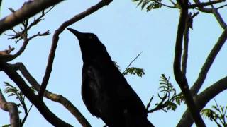 Zanate Cantando en el Parque Ecológico Xochimilco by trucha1618xx [upl. by Chalmers627]