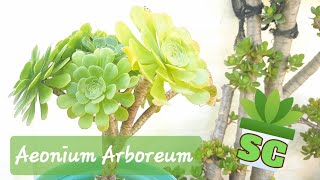 Cómo reproducir Aeonium Arboreum Canariense por esquejes [upl. by Aynuat]