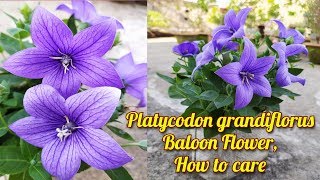 Platycodon grandiflorus  Baloon Flower Growing amp Care [upl. by Alon]