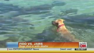 CNN Dogs attack shark [upl. by Alyel]