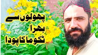 Easy Grow Tecoma Plant  Tecoma Flower SeedCutting Se Kaise lagaen ٹکوما خوبصورت پھولوں والا پودا [upl. by Eidnalem]