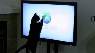 Cat Attacks XBOX 360 Logo [upl. by Vinia]