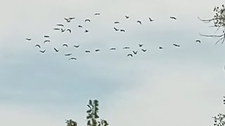 Cormorants Getting Some Flying Practice Before they Head South Working on Formation in this Clip [upl. by Ahel]