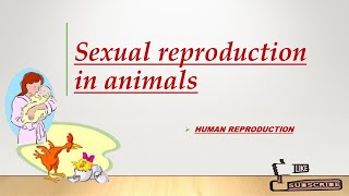 Sexual Reproduction in animals Human Reproduction Introduction [upl. by Sherry646]