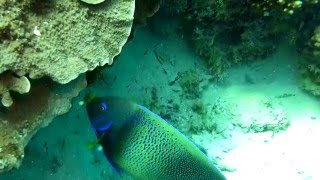 Angelfish Pomacanthus semicirculatus at Heron Island Australia [upl. by Dar]