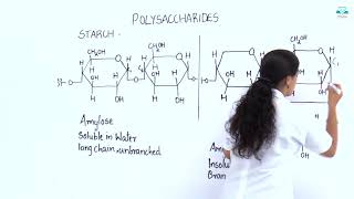 CHEMISTRY 10 5 1 STARCH [upl. by Salocin473]