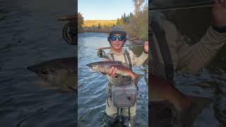 Squirmy Kokanee colorado fishing flyfishing kokanee salmon gunnison [upl. by Moazami]