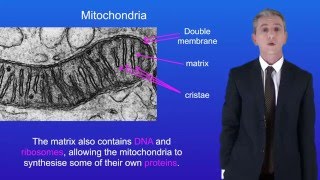 A Level Biology Revision Mitochondria [upl. by Semele]