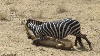 Amazing Lion vs Zebra with unexpected escape [upl. by Bitthia]