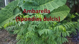 Ambarella Spondias dulcis [upl. by Ozmo]