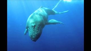 Humpback Whales Highlight Reel 2010 Season [upl. by Bainter]