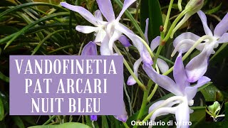 Orchidarium  Vandofinetia Pat Arcari Nuit Bleu [upl. by Ahsinav]