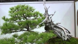 2013 第18回全國盆栽展4Taiwan Bonsai Exhibition羅漢松 五葉松 黑松 木麻黃 紫檀 狀元紅Full HD 1080p [upl. by Wentworth]