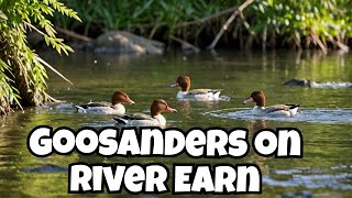 Goosanders on River Earn Crieff [upl. by Haukom207]