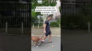 Como adestrar um CACHORRO FILHOTE  Uma aula prática [upl. by Seagrave]