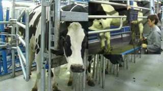 DeLaval Comfort Start  DeLaval Automated Milking Solutions  DeLaval [upl. by Janetta768]