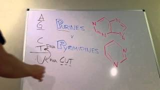 Purines vs Pyrimidines [upl. by Mullen]