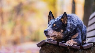 How to Keep Your Australian Cattle Dog AllergyFree [upl. by Emelen113]