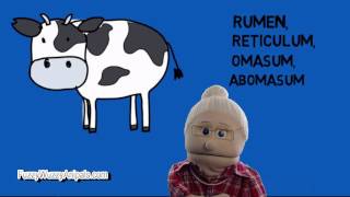 Do Cows have 4 Stomachs  Animal Facts [upl. by Zwiebel793]