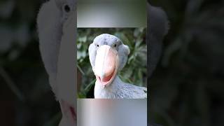 Shoebill Bird 🐦Shoebill Bird sensefacts science earth scincefacts [upl. by Palladin]