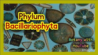 Phylum Bacillariophyta botanywithyoutube [upl. by Llednor]