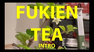 Fukien Tea Tree Bonsai A from Seed  Intro November 2023 bonsai fruit fukien [upl. by Wilona]