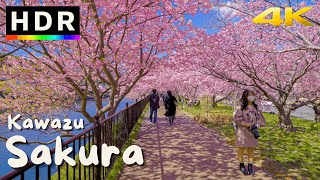 4K HDR Japan Cherry Blossoms  Kawazu Sakura [upl. by Talia]